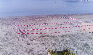 Καρέτα καρέτα ηλικίας 30 ετών άφησε τ' αυγά της στην παραλία της Λούτσας
