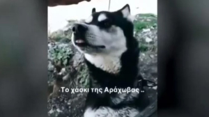 Βασανισμός χάσκι στην Αράχωβα: «Υπάρχουν ντοκουμέντα από κάμερες», λέει ο δήμαρχος