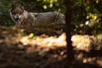 Συναγερμός στη Φθιώτιδα: Λύκοι κατασπαράζουν κυνηγόσκυλα - 10 περιστατικά σε μόλις 4 ημέρες