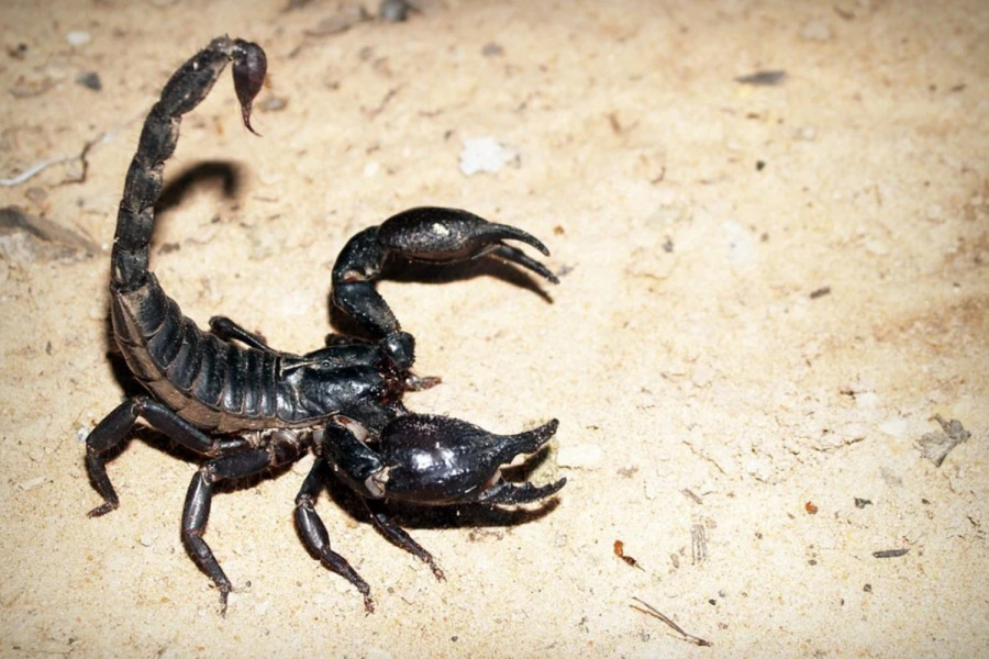 Τι πρέπει να κάνετε αν σας τσιμπήσει σκορπιός;