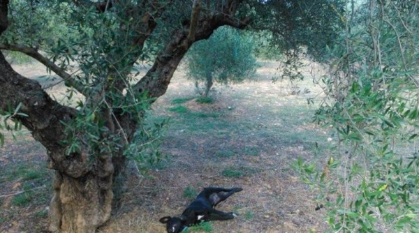 Κρήτη: Κρέμασαν σκυλί από δέντρο