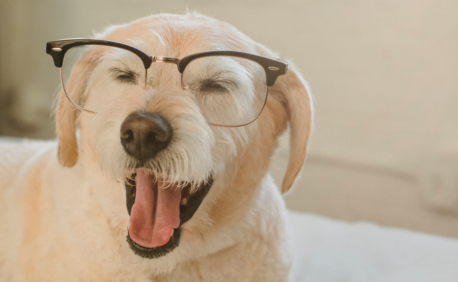 Τελικά μπορούν οι σκύλοι να καταλάβουν τι σκεφτόμαστε;