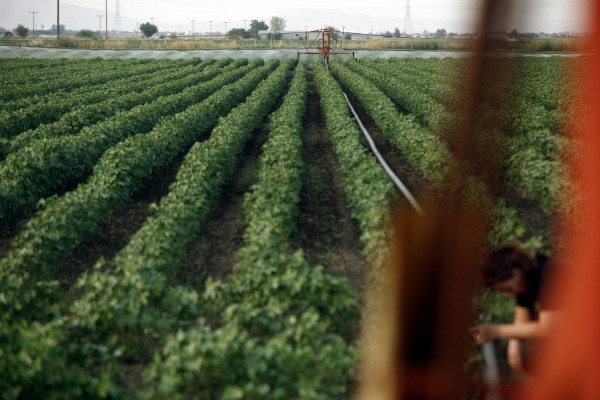 Ποιοι αγρότες δικαιούνται έκπτωση φόρου έως 2.100 ευρώ - Οι προϋποθέσεις