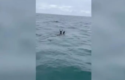 Απίστευτο! Ελάφια κολυμπούν στη μέση του Ατλαντικού Ωκεανού (βίντεο)