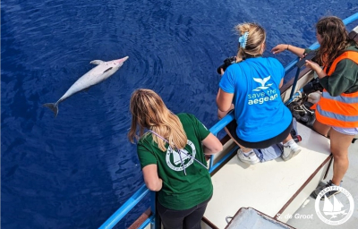 Εισαγγελική παρέμβαση για τη θανάτωση και τον ακρωτηριασμό τεσσάρων ζωνοδέλφινων