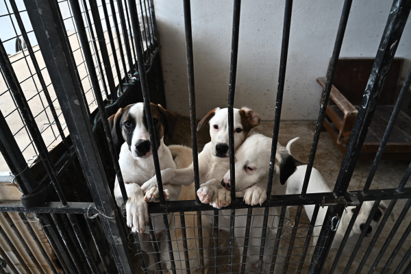 Παγκόσμια Ημέρα Αδέσποτων Ζώων: Πώς και πότε καθιερώθηκε