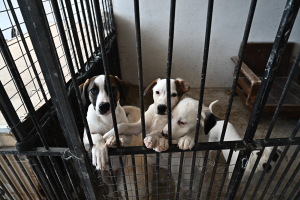 Παγκόσμια Ημέρα Αδέσποτων Ζώων: Πώς και πότε καθιερώθηκε