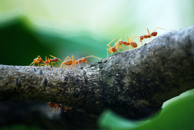 Δύο εύκολοι και οικολογικοί τρόποι για να διώξετε τα... μυρμήγκια