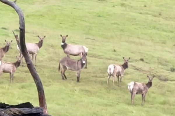 Οικογένεια εντόπισε κατά λάθος τον γάιδαρό της μετά από 5 χρόνια - Ζει ελεύθερος με ένα κοπάδι άλκες