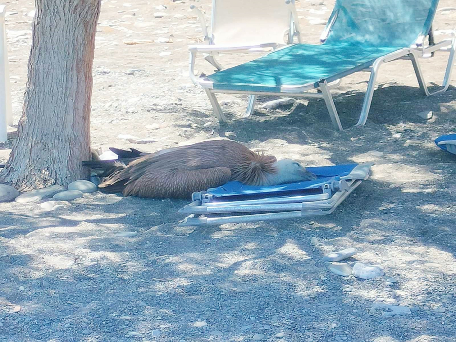 Kρήτη: Ο καύσωνας εξάντλησε τους γύπες - Καταρρέουν στις ξαπλώστρες (εικόνες)