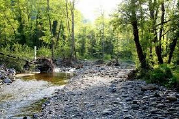 5 Θέσεις εργασίας στο Δασαρχείο Λίμνης Εύβοιας