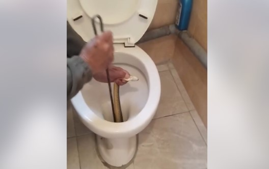 Βίντεο: Έβγαλαν τεράστιο φίδι από λεκάνη τουαλέτας στην Καστοριά