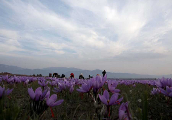ΟΑΕΔ: Νέο ολοκληρωμένο πρόγραμμα κατάρτισης καλλιέργειας κρόκου