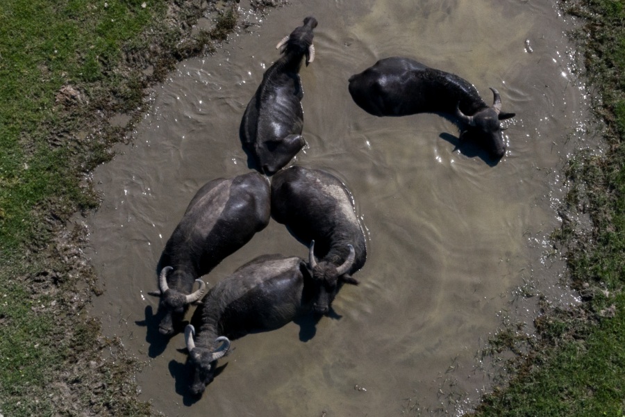 Συναγερμός από νέα, θανάσιμη νόσος στα βοοειδή - Πιθανώς την μετέφεραν σκνίπες