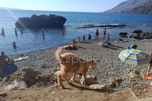 Κατσίκι «τρέλανε» τους λουόμενους σε παραλία των Χανίων - Εικόνες άγριας ομορφιάς 30 χλμ. από την πόλη