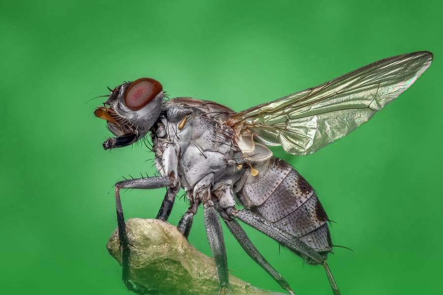 Τι συμβαίνει όταν οι μύγες «εισβάλουν» στο φαγητό μας
