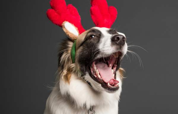 Πυροτεχνήματα: Πώς θα κρατήσετε τον σκύλο ήρεμο την Πρωτοχρονιά