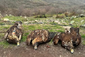 Ξάνθη: Νεκρή οικογένεια χρυσαετών σε περιοχή Natura