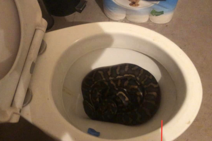Βρήκε πύθωνα μέσα στη λεκάνη της τουαλέτας, 2 φορές μέσα σε μια εβδομάδα (Εικόνες)