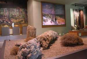 Προσλήψεις στο Μουσείο Φυσικής Ιστορίας Απολιθωμένου Δάσους Λεσβου