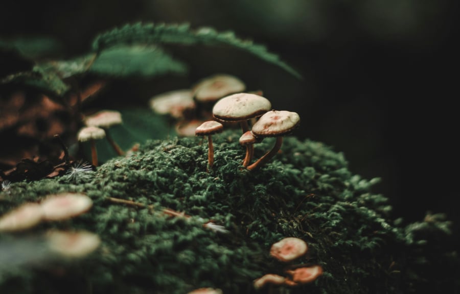 Έδεσσα: Αισιόδοξα νέα για το ζευγάρι που δηλητηριάστηκε από μανιτάρια