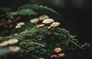 Έδεσσα: Αισιόδοξα νέα για το ζευγάρι που δηλητηριάστηκε από μανιτάρια