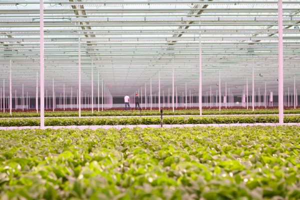 Ανησυχία για τη Κοινή Αγροτική Πολιτική της ΕΕ, από το 2020