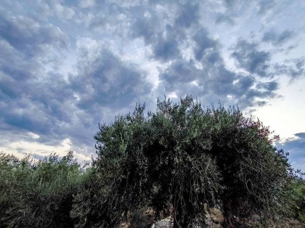 Καιρός: Οι περιοχές με μπόρες και καταιγίδες σήμερα - Πότε πλησιάζουν την Αττική