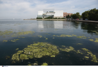 Θεσσαλονίκη: Συναγερμός για θαλάσσια ρύπανση 16.000 τ.μ. στον Θερμαϊκό