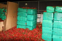 Μεξικανικές πιπεριές jalapeno συνδέονται με έξαρση σαλμονέλας σε 27 πολιτείες των ΗΠΑ