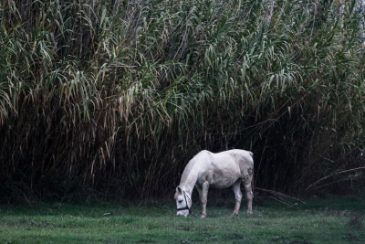 Κτηνωδία στα Χανιά: Άφησε το άλογο να πεθάνει δεμένο στον ήλιο