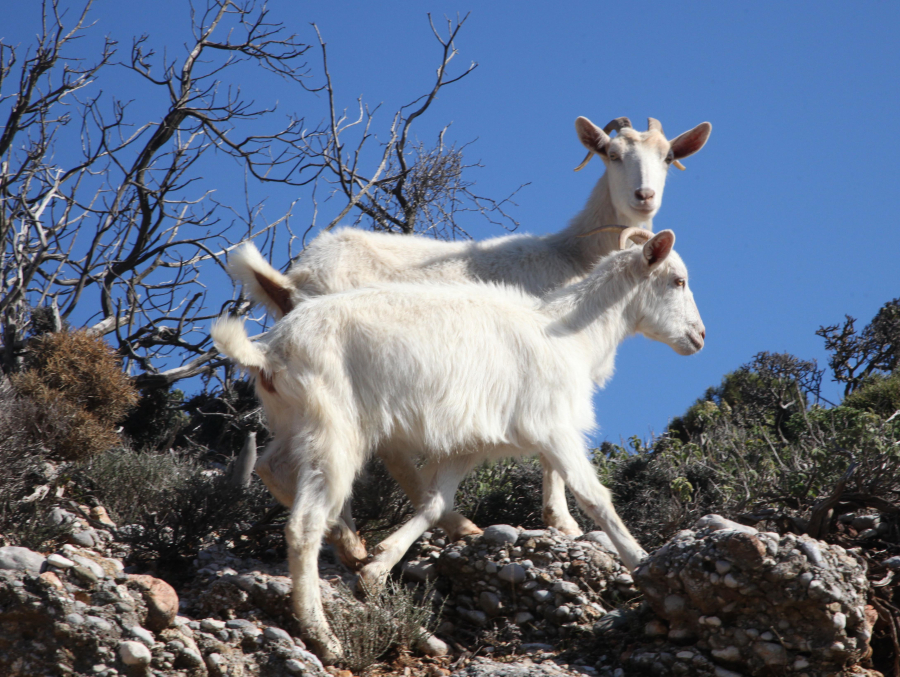Σκάνδαλο ΟΠΕΚΕΠΕ: Μετά το 2020 τα... αόρατα αιγοπρόβατα στην Κρήτη κάλυψαν δύο φορές την έκτασή της