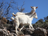 Σκάνδαλο ΟΠΕΚΕΠΕ: Μετά το 2020 τα... αόρατα αιγοπρόβατα στην Κρήτη κάλυψαν δύο φορές την έκτασή της