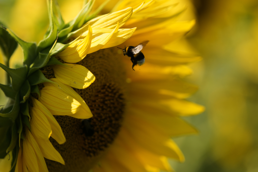 Ο Τραμπ «σκοτώνει» τις μέλισσες