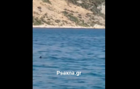 Βοιωτία: Καρχαρίας εμφανίστηκε σε μικρή απόσταση από την ακτή (Βίντεο)
