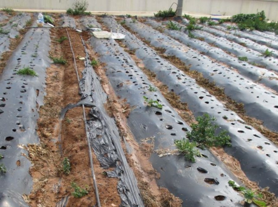 Βοηθήστε τους επιστήμονες να καταλάβουν πόσο πλαστικό καταλήγει στα χωράφια