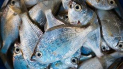 ΗΠΑ: Μελέτη δείχνει πώς η κατανάλωση ψαριών γλυκού νερού είναι πολύ επικίνδυνη