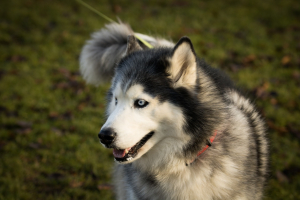Κτηνωδία στην Αράχωβα: Κακοποίησαν χάσκι μέχρι θανάτου