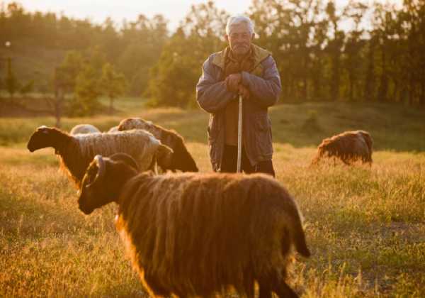 Ξεκίνησε η απογραφή ζωικού κεφαλαίου απο τους κτηνοτρόφους