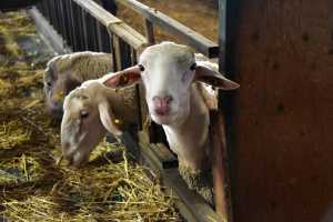 Διαμαρτυρία κτηνοτρόφων αύριο σε ΟΠΕΚΕΠΕ και ΥΠΑΑΤ