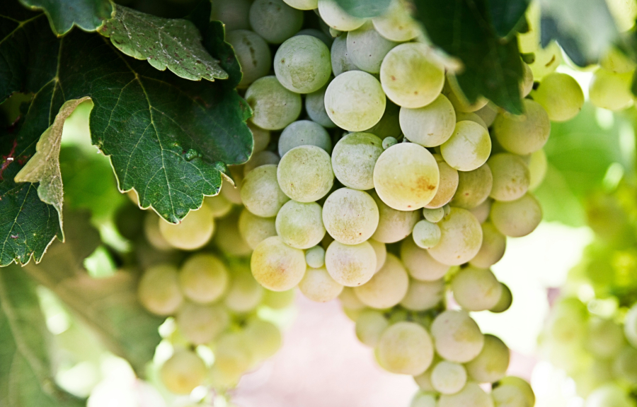 Σταφύλια: Τι συμβαίνει στο σώμα μας όταν τα τρώμε, πόσο ευεργετικά είναι