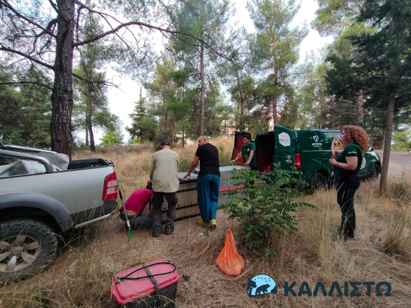Θεσσαλονίκη: Πιάστηκε σε παγίδα ο λύκος που είχε επιτεθεί σε 4χρονο παιδί