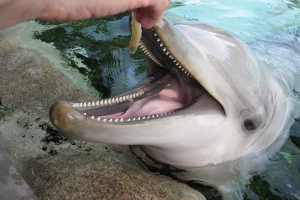 Νεκρό δελφίνι σε παραλία της Ξάνθης