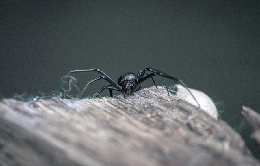 Αγρίνιο: Στο νοσοκομείο 65χρονη - Την τσίμπησε η αράχνη «Μαύρη Χήρα»