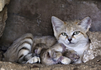 Εντοπίστηκε νέο είδος αγριόγατας, πιο μικρή από οικόσιτη γάτα - Το πρώτο που ανακαλύπτεται εδώ και 100 χρόνια (Βίντεο)