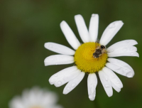 Οι μέλισσες αντιμετωπίζουν νέες απειλές: πόλεμοι, φώτα, μικροπλαστικά