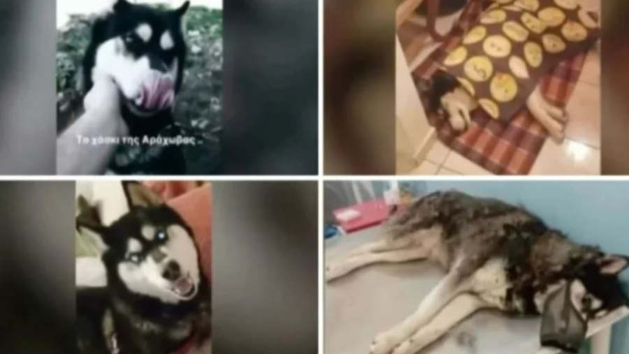 Έρχονται αποκαλύψεις για τον Όλιβερ στην Αράχωβα, για «πολιτική συγκάλυψη» μιλά η Πουλτίδου