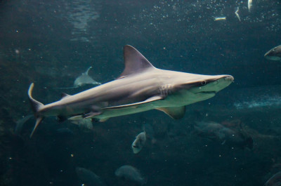 Καρχαρίες βρέθηκαν νεκροί στο ενυδρείο του Ηρακλείου