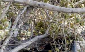 Αποζημίωση για ζημιά σε αυτοκίνητο από πτώση δέντρου από το δήμο Αμαρουσίου