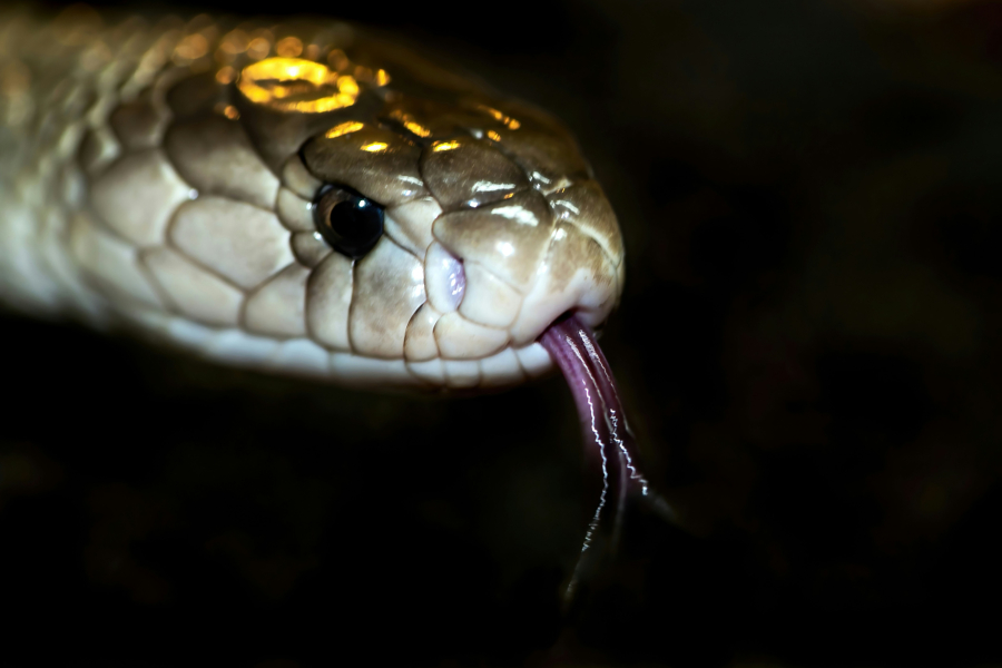 Συλλέκτης φιδιών χορήγησε στον εαυτό που πάνω από 850 δόσεις δηλητηρίου για να αναπτύξει ανοσία